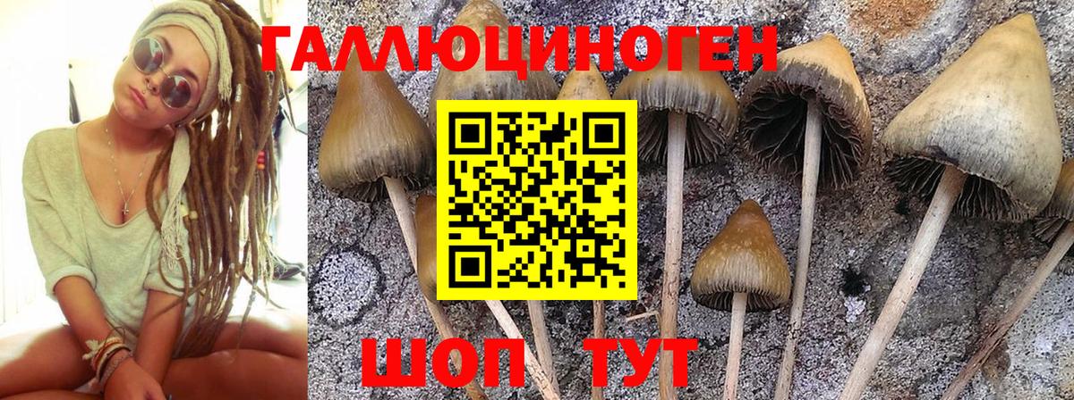 Галлюциногенные грибы Psilocybe  Вход с VPN  Псилоцибиновые грибы Cubensis  Видное 